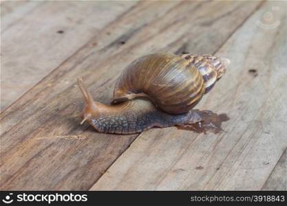 Land snails crawling on wooden plank