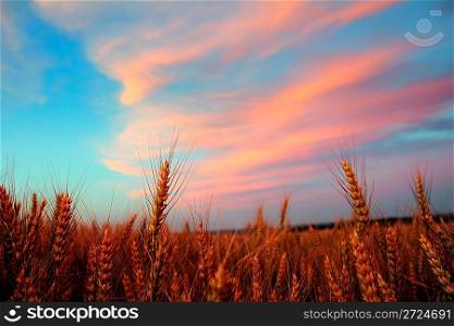 Landcape of cornfield