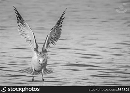 landing seagull at lake Ammersee