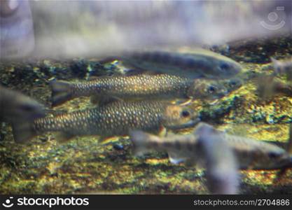 Landlocked salmon
