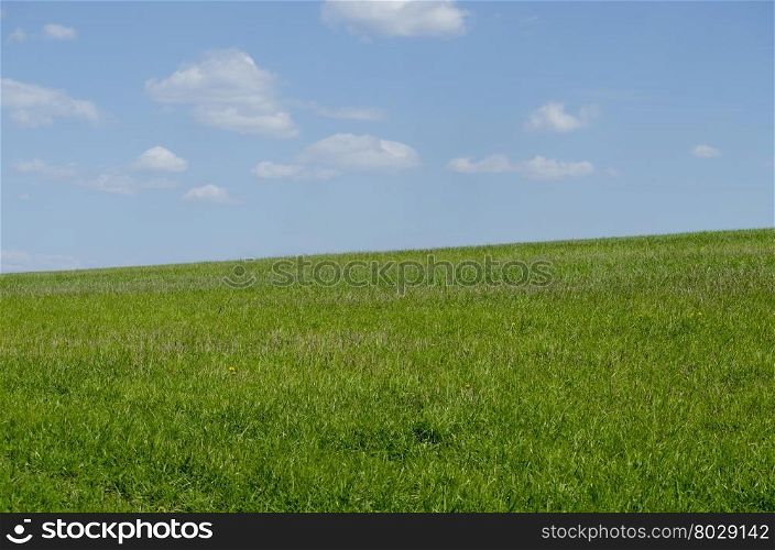 landscape a green field with winter wheat