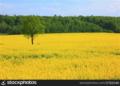 Landscape a spring field of yellow colza flowers