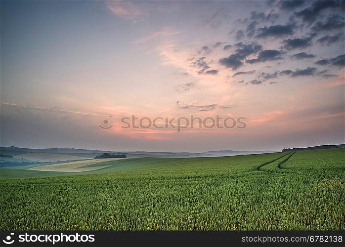 Landscape across fresh wheat field at sunrise in Summer