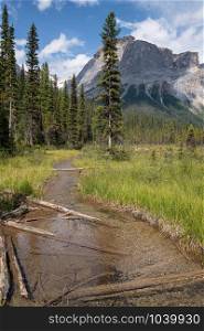 Landscape around Emerald Lake, Yoho National Park, British Columbia, Canada