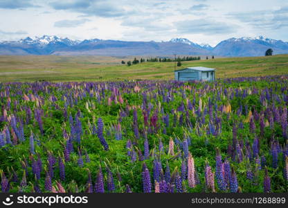 Landscape at Lake Tekapo and Lupin Field in New Zealand. Summer tourism in New Zealand. Lake tekapo landmark. New Zealand landscape.