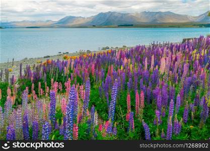Landscape at Lake Tekapo and Lupin Field in New Zealand. Summer tourism in New Zealand. Lake tekapo landmark. New Zealand landscape.
