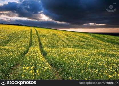 Landscape at sunset of rapeseed field with moody stormy sky overhead