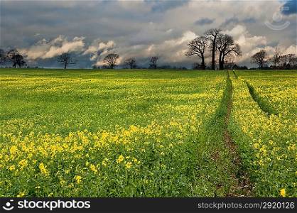 Landscape at sunset of rapeseed field with moody stormy sky overhead