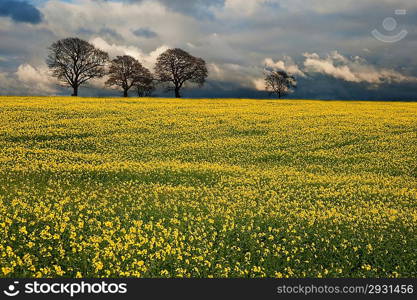 Landscape at sunset of rapeseed field with moody stormy sky overhead