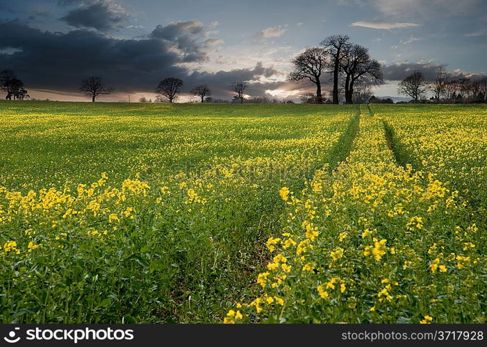 Landscape at sunset of rapeseed field with moody stormy sky overhead