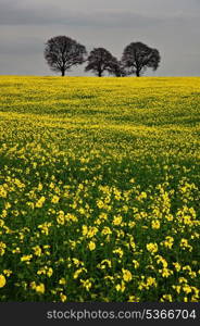 Landscape at sunset of rapeseed field with moody stormy sky overhead