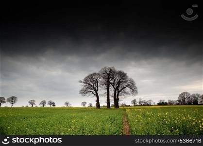 Landscape at sunset of rapeseed field with moody stormy sky overhead