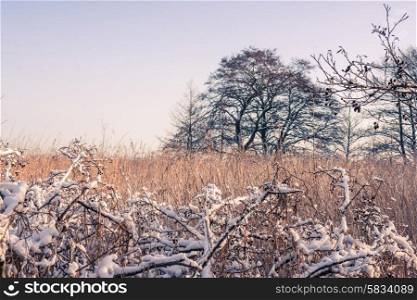 Landscape at wintertime with a tree