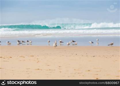 landscape atlantic coastline with seagull and surfs in cloudy day