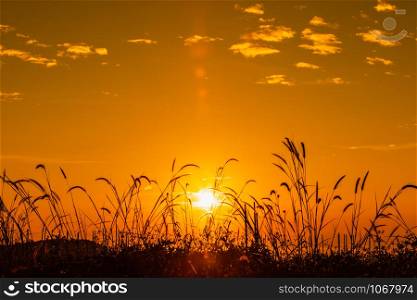 landscape colourful at morning time over sunrise and mist background and foreground grass silhouette winter season chiang rai Thailand