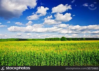 landscape - corn field