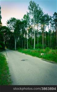 Landscape. Country asphalt road in the summer green forest.