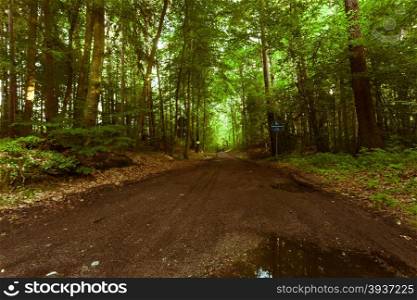 Landscape. Country road in the summer forest.