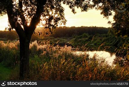 landscape Dutch nature water trees sunset netherlands