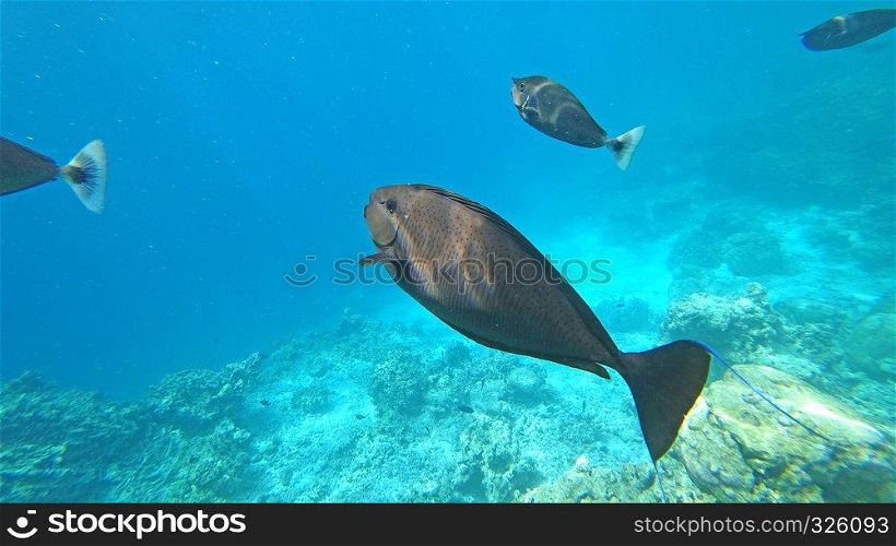 landscape fauna under water sea fishes and corals
