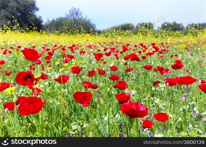 Landscape field of red poppy flowers with yellow rapeseed plants in summer season