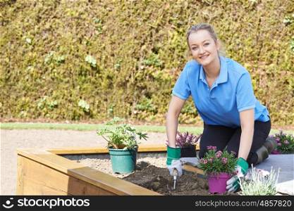 Landscape Gardener Planting Flower Bed In Garden