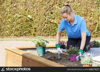 Landscape Gardener Planting Flower Bed In Garden