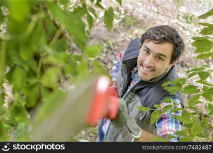 Landscape gardener trimming a bush