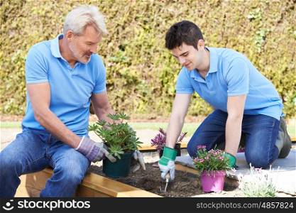 Landscape Gardeners Planting In Flower Bed