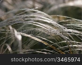 landscape grass in the steppe