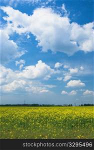 Landscape - green fields, the blue sky and white clouds