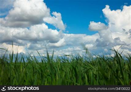 Landscape - green filed, the blue sky and white clouds