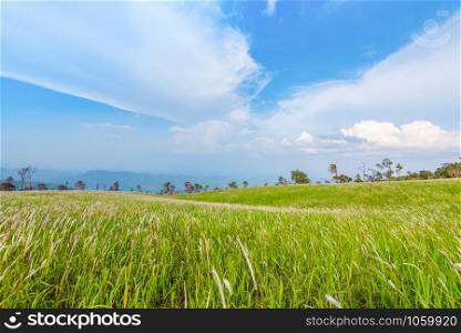 Landscape green grass meadow on slope hill mountain background
