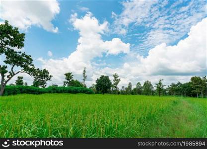Landscape green rice field and cassava plantation. Rice farm with blue sky and clouds. Agriculture land plot for sale. Farmland. Rice plantation. Organic rice farm. Carbon credit concept. Rural area.