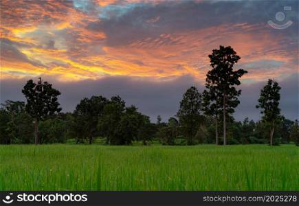 Landscape green rice field with sunrise sky and raindrops. Rice farm with tropical tree. Agriculture land plot for sale. Farm land. Organic rice farm. Country view. Carbon credit concept. Rural area.