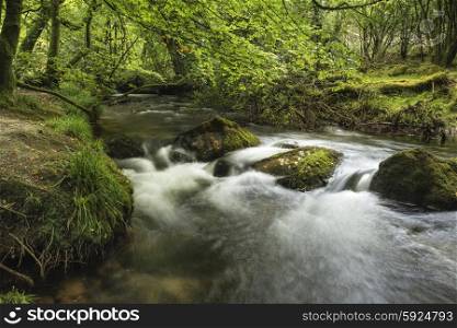 Landscape iamge of river flowing through lush green forest in Summer