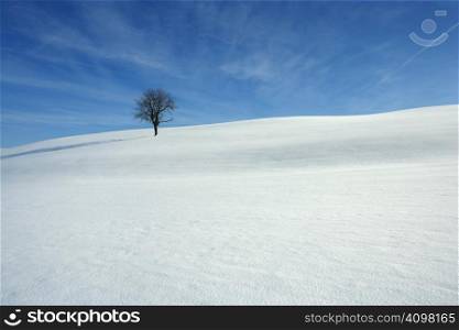 Landscape image of a snowy meadow with one tree.