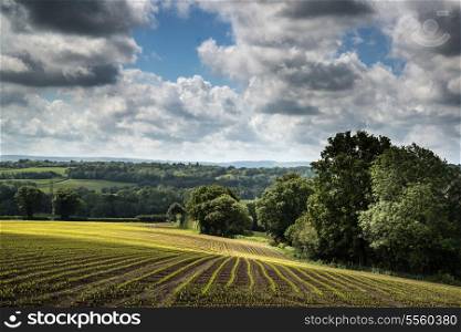 Landscape image of agricultural farm field with new planted crops in Summer