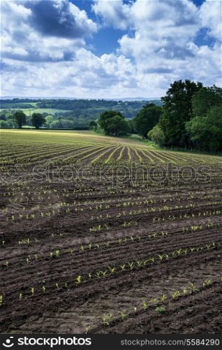 Landscape image of agricultural farm field with new planted crops in Summer
