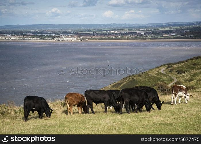 Landscape image of cows with Weston-Super-Mare in background