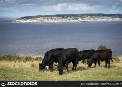 Landscape image of cows with Weston-Super-Mare in background
