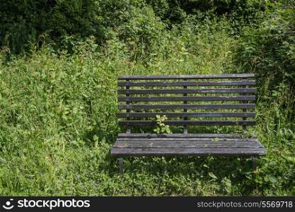Landscape image of old bench in vibrant green forest