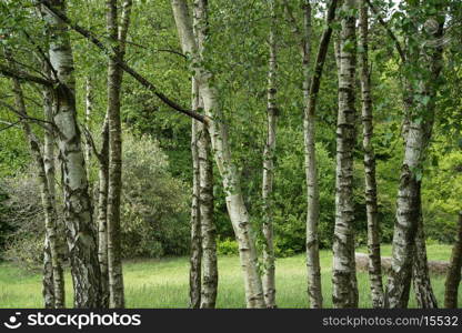 Landscape image of vibrant lush green forest woodland scene