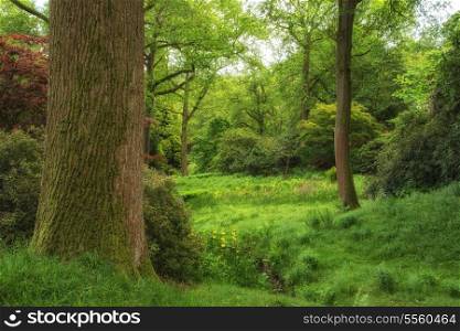 Landscape image of vibrant lush green forest woodland scene