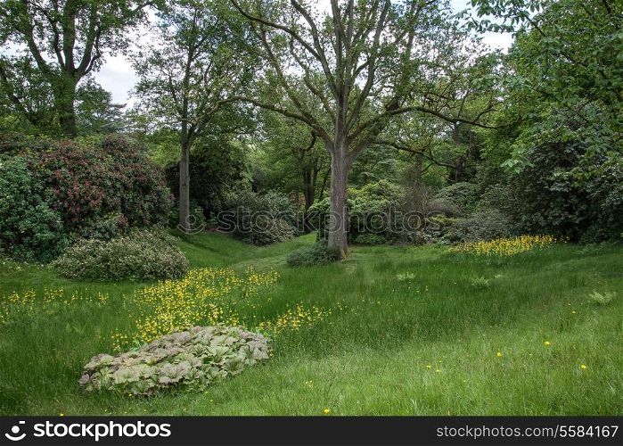 Landscape image of vibrant lush green forest woodland scene
