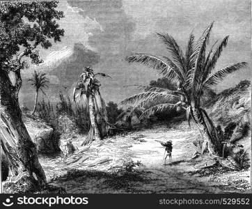 Landscape in Guadeloupe, vintage engraved illustration. Magasin Pittoresque 1847.