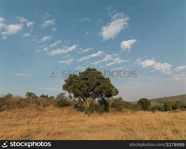 Landscape in Kenya Africa