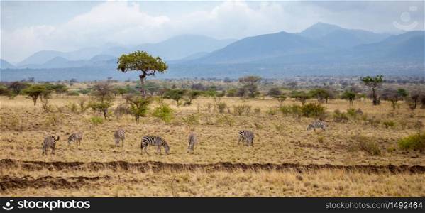 Landscape in Kenya, with animals, trees and hills