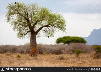 Landscape in Kenya with big baobab