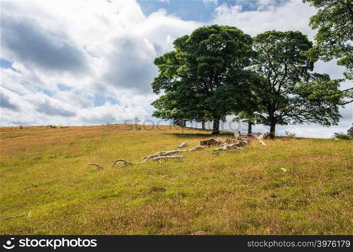 Landscape in Lyme Park estate. The estate is managed by the National Trust and consists of a mansion house surrounded by formal gardens, in a deer park in the Peak District, Cheshire, UK